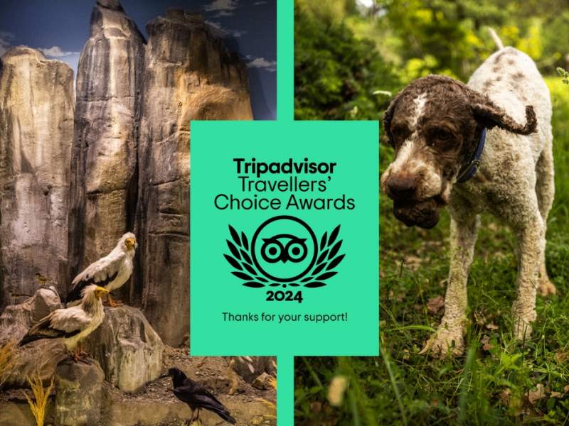 βραβείο Travelers’ Choice Awards για το 2024