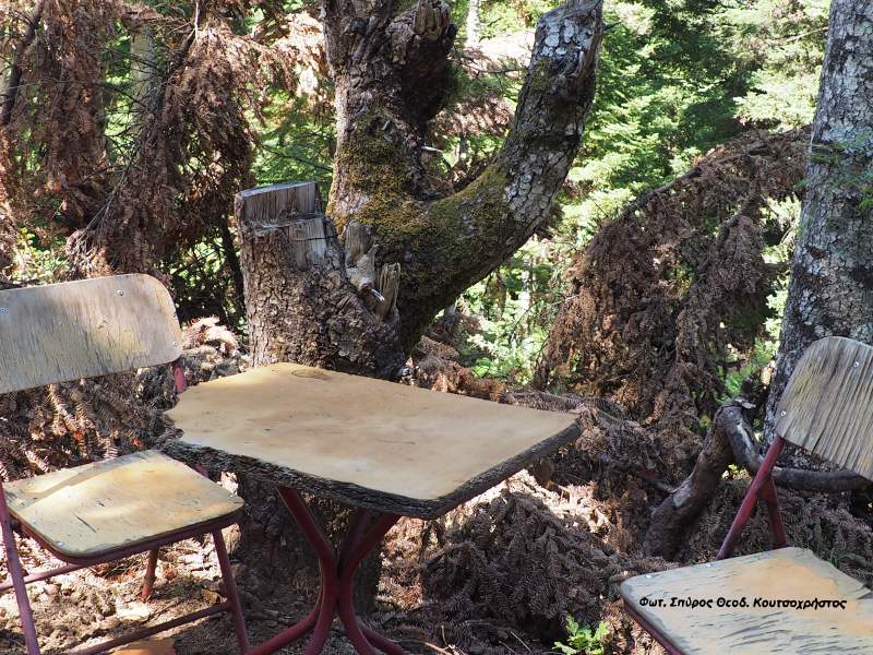 Οι υλοτόμοι είναι οι προστάτες του δάσους