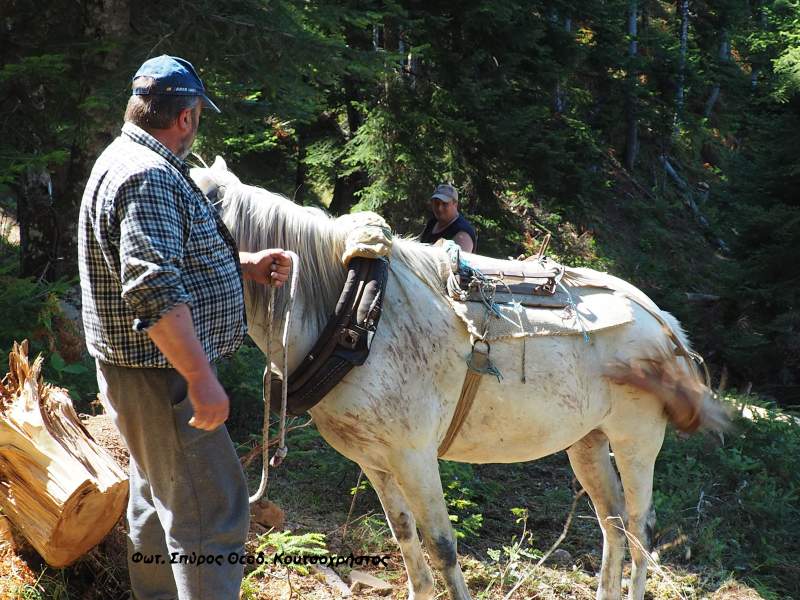 Οι υλοτόμοι είναι οι προστάτες του δάσους