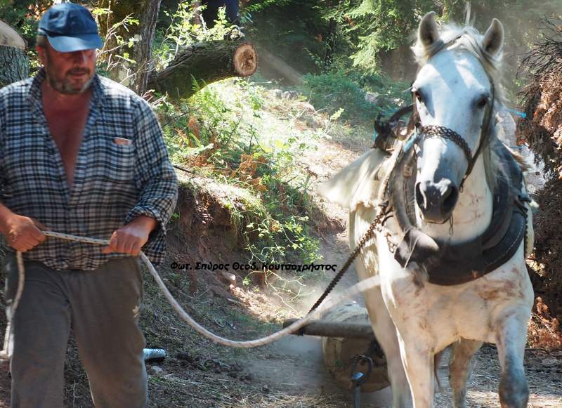 Οι υλοτόμοι είναι οι προστάτες του δάσους