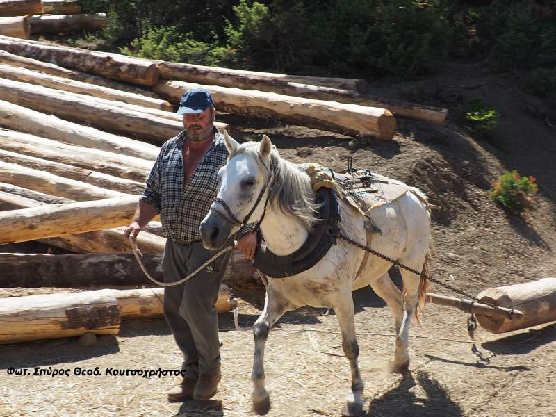 Οι υλοτόμοι είναι οι προστάτες του δάσους