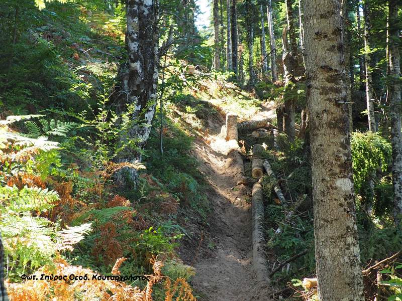Οι υλοτόμοι είναι οι προστάτες του δάσους