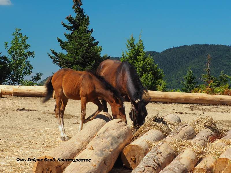 Οι υλοτόμοι είναι οι προστάτες του δάσους